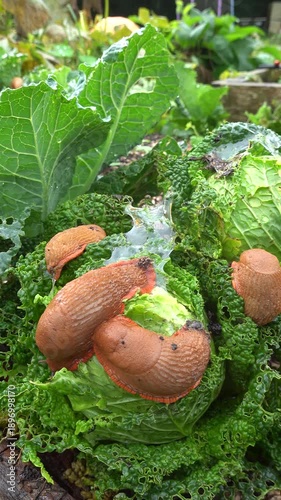 Slugs eating savoy cabbage in vegetable garden