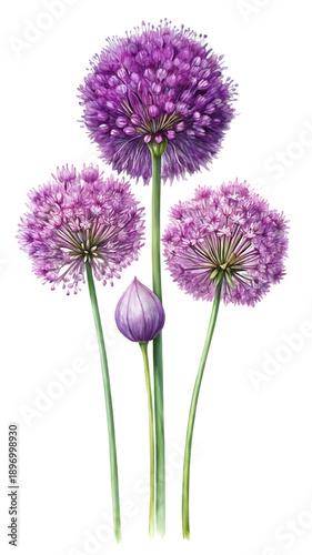 Allium flowers with purple round blooms on green stems