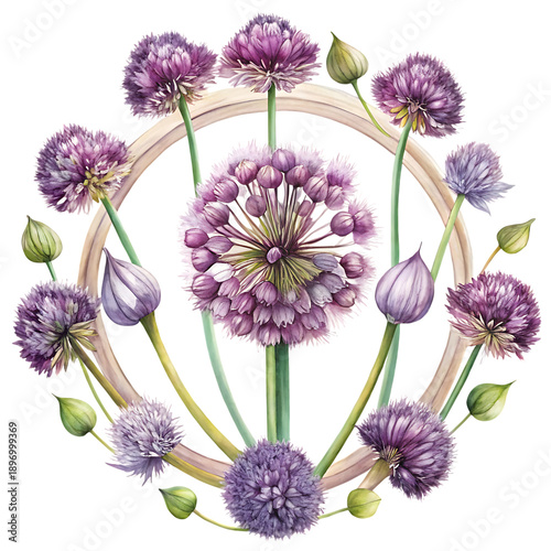 Circular floral arrangement of pink allium flowers and green buds on black background