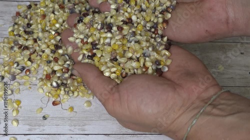 Harvest of corn kernels in an agricultural field, showing ripe yellow kernels and traditional farming practices. colorful corn just harvested