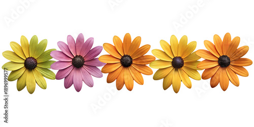 A row of colorful osteospermum flowers against a stark black background in studio lighting