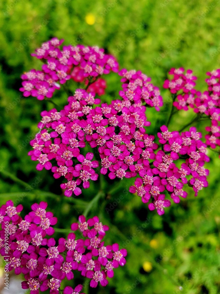 Obraz premium tiny petals flower pink green leaves