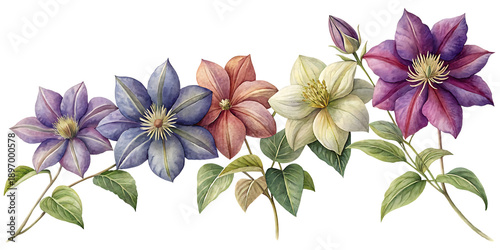 Watercolor painting of vibrant clematis flowers in shades of purple pink and cream