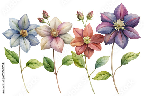 Watercolor clematis flowers in shades of blue pink and purple on a black background