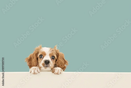 cavalier king charles spaniel