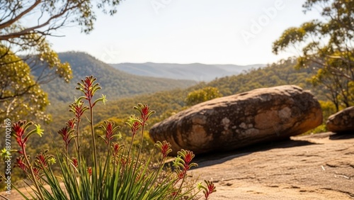 Australian Landscape with Kangaroo Paw Flowers and Rolling Hills Under Sunlight