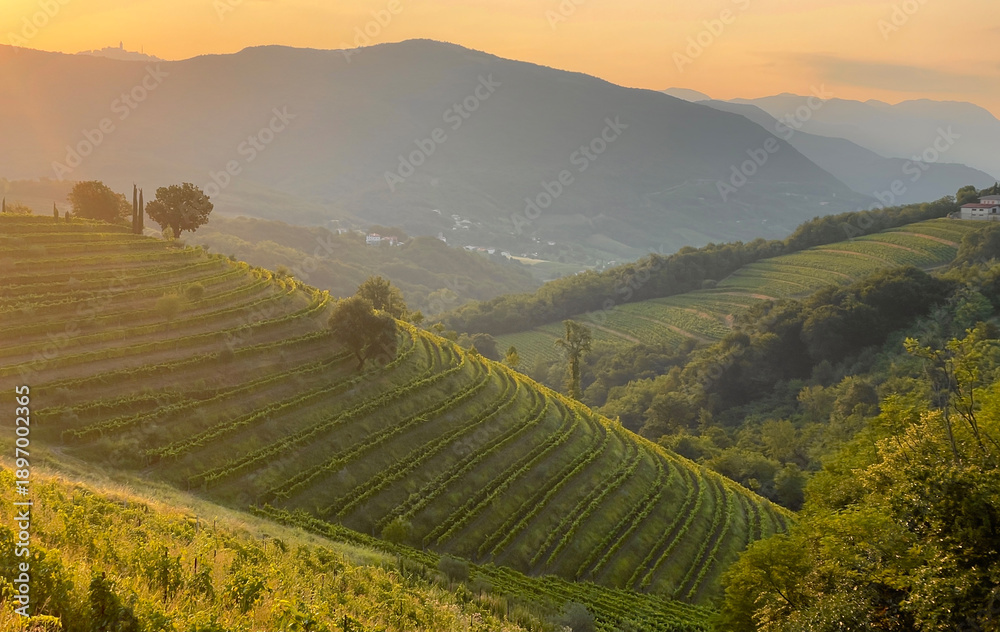Fototapeta premium Golden autumn sunset light glowing over hilly landscape and terraced vineyards