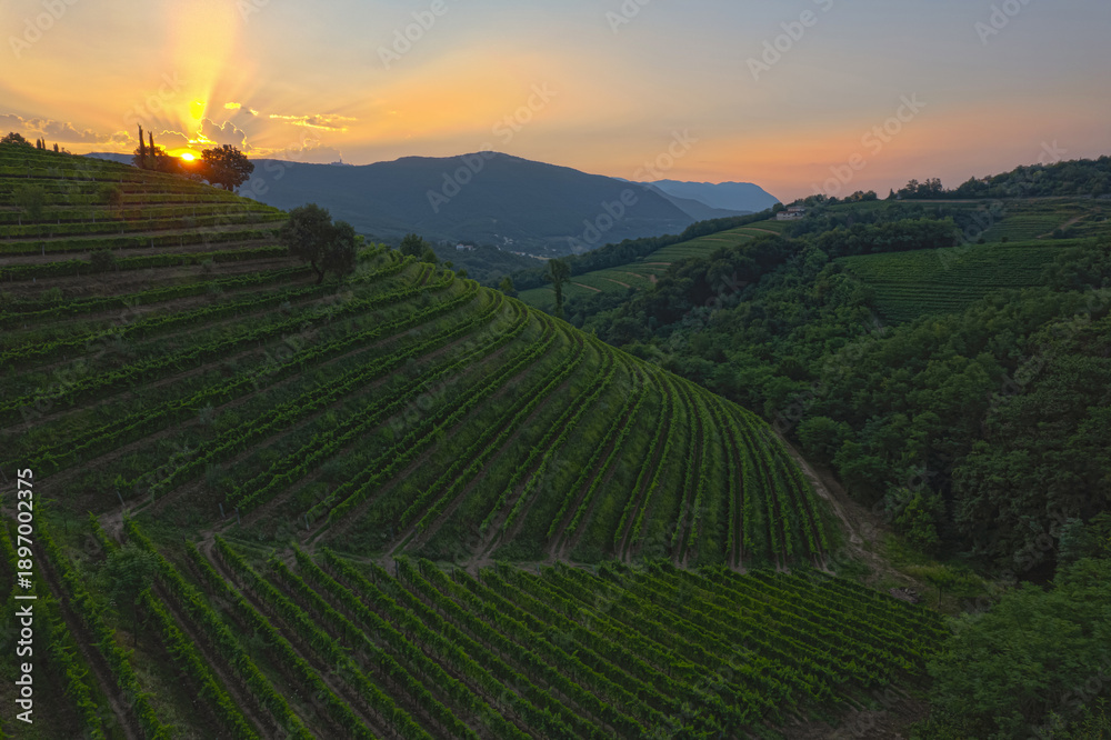 Obraz premium Beautiful terraced vineyard and last rays of evening sun setting behind hill