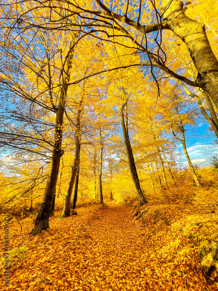 Fototapeta premium Infrared view of forest trail covered with fallen tree leaves in yellow tone