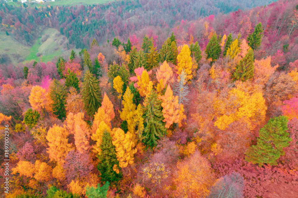 Fototapeta premium AERIAL: Vibrantly colored forest trees at hilly countryside in autumn season