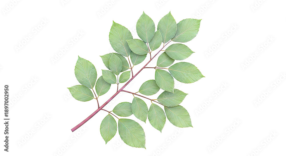 Fototapeta premium Branch with green leaves on white background