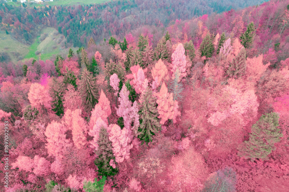 Fototapeta premium AERIAL: Lush forest area at hilly countryside in infrared tones of autumn season