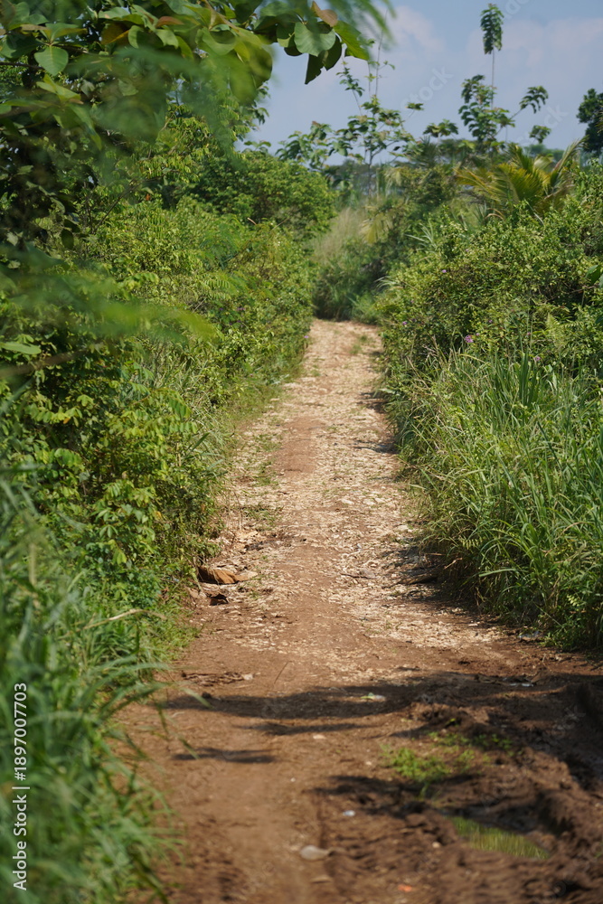 Fototapeta premium path in the forest