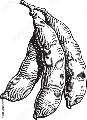 Fresh Organic Bean Pod Legume Captured In Detailed Vintage Black And White Botanical Sketch Style