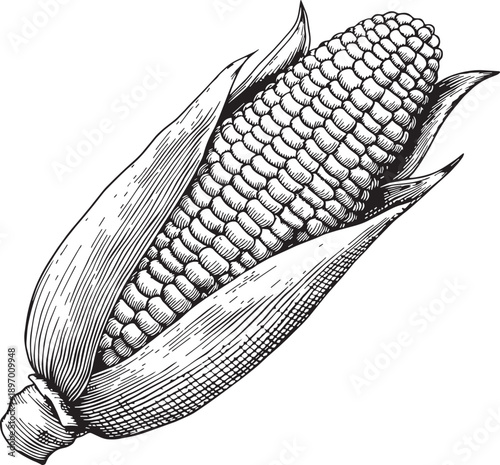 Fresh Sweet Corn Maize Captured In Detailed Vintage Black And White Botanical Sketch Style