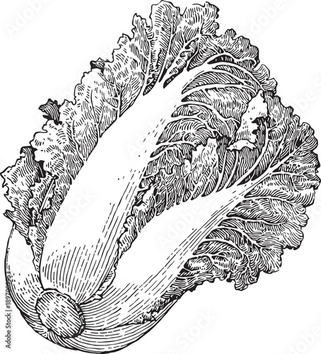 Fresh Napa Cabbage Captured In Detailed Vintage Black And White Botanical Sketch Style