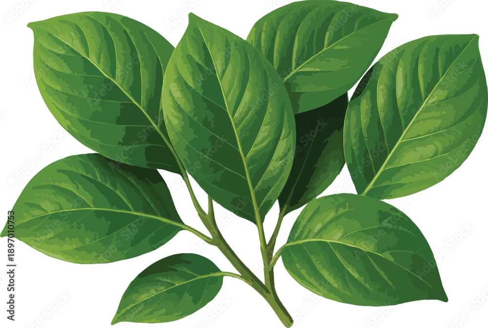 Naklejka premium Green leaves on a branch with white background plant
