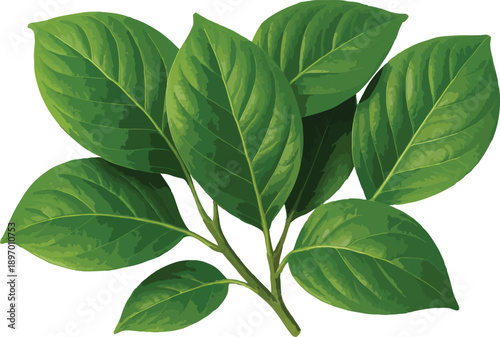 Green leaves on a branch with white background plant