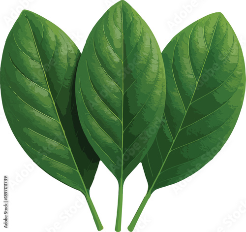 Three Green Basil Leaves on White Background herb fresh