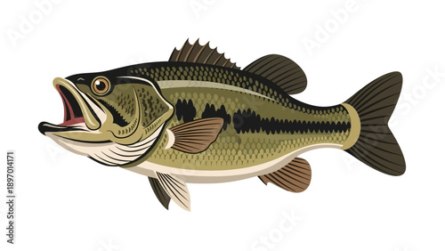 Detailed Illustration of a Bass Fish.