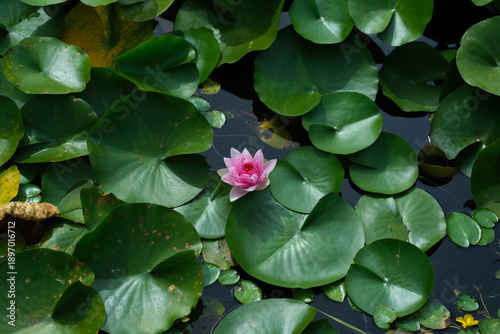 Close-up of blooming flower in nature with vibrant colors.