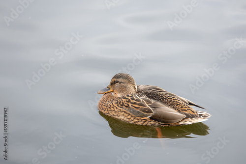Waterfowl duck on the lake close-up