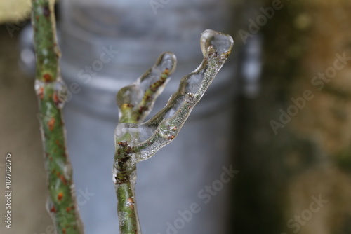 Frozen Plant Bud Encased in Clear Ice, Winter Nature Detail