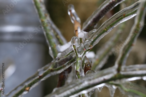 Ice-Covered Twig with Frozen Droplets (Macro Close-Up)