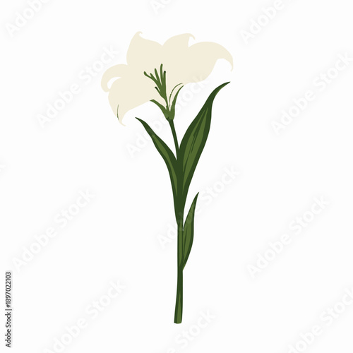 Detailed Illustration of a Single Elegant White Lily with Green Stem and Leaves on a White Background Capturing its Natural Beauty and Graceful Structure