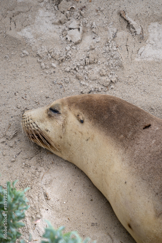Fototapeta premium sea lion resting on the beach