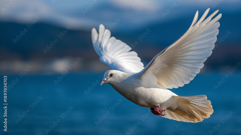 Obraz premium Majestic white dove soaring gracefully, defocused calm blue sky background, freedom and hope representation, peaceful flight, spiritual symbolism, with copy space