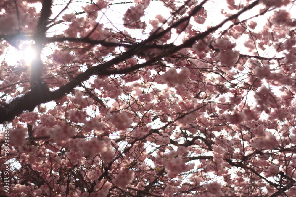 Obraz premium Dreamy Japanese Cherry Blossom on a sunny blue sky day