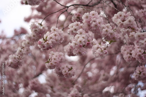 Canvas Print Dreamy Japanese Cherry Blossom on a sunny blue sky day