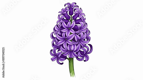 Purple hyacinth flower illustration, featuring clustered blossoms and green stem on white. Purple hyacinth flower symbolizes spring, rebirth, fragrant beauty. Concept purple hyacinth flower artwork.