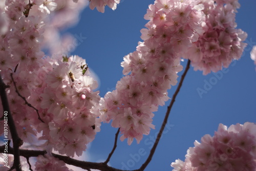 Photography Dreamy Japanese Cherry Blossom on a sunny blue sky day