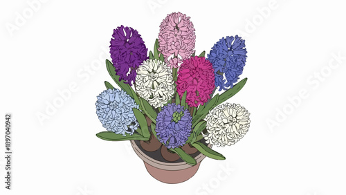 Colorful hyacinths pot showcases multiple vibrant blossoms. Each colorful hyacinths pot displays purple, pink, white, and blue flowers, ideal for spring decor.