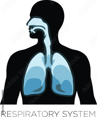 Human respiratory system anatomy illustration showing lungs trachea and nasal airway medical education diagram for breathing health science biology isolated on white background
