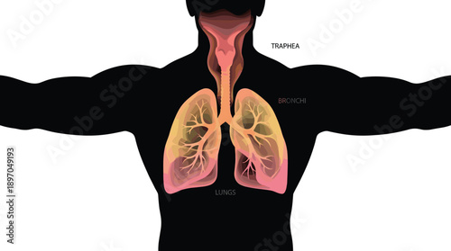 Human respiratory system anatomy illustration showing lungs trachea bronchi airflow medical education healthcare science diagram isolated on white background for clinical biology training purposes