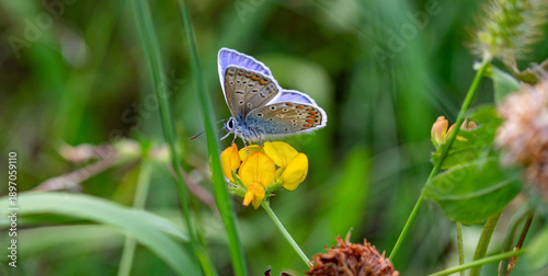 male common blue butterfly polyommatus icarus on lotus corniculatus blossom