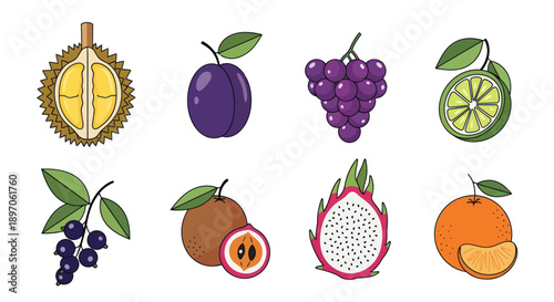 Assorted tropical fruit illustrations