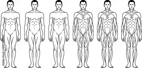 Male human anatomy body outlines set, front view figures with muscular system details, medical illustration templates for fitness, healthcare and educational use