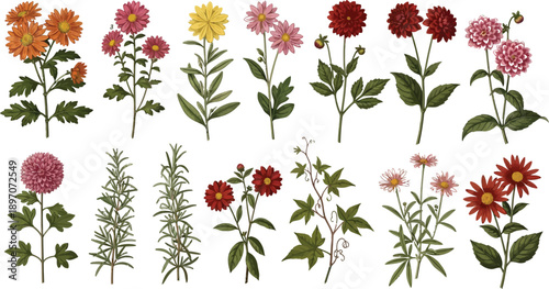 Collection of detailed botanical illustrations shows various flowering plants including chrysanthemums and dahlias alongside.