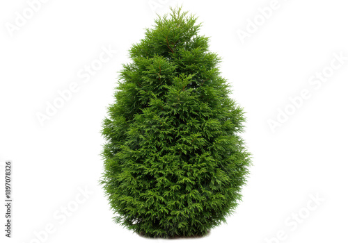 Conical arborvitae lush green foliage and dense, upright growth habit isolated on white background