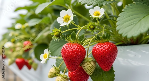 Close-up of vibrant red strawberries and delicate white blossoms flourishing in a modern hydroponic system, highlighting fresh produce and sustainable farming practices