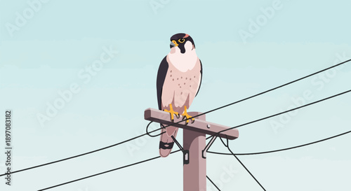Falcon perched on a telephone pole against a pale blue sky