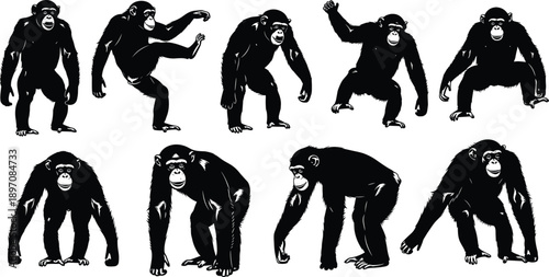 Chimpanzee Silhouette Illustration Set Showing Multiple Poses and Behaviors, Detailed Black Vector Primate Artwork for Wildlife Education and Nature Design