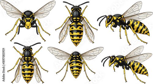 Yellowjacket Wasp Illustration Set Showing Multiple Angles and Views, Detailed Realistic Insect Vector Artwork for Educational and Scientific Design