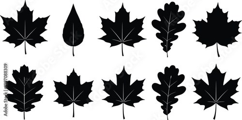 Black leaf silhouette collection featuring maple and oak leaves isolated on white background for autumn nature botanical and decorative design projects