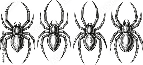 detailed black and white spider illustrations in vintage engraved with eight legs and segmented body