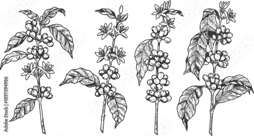 Detailed black and white ink drawing of coffee plant branches with leaves and coffee cherries